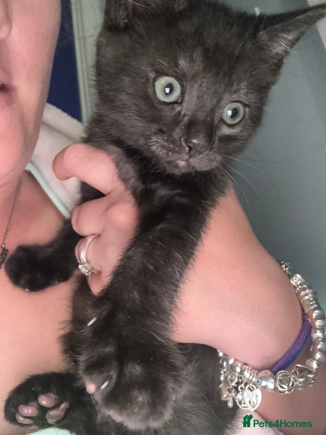 Domestic Shorthair cats for sale: 8 week old Grey/Black Tabby - Image 2