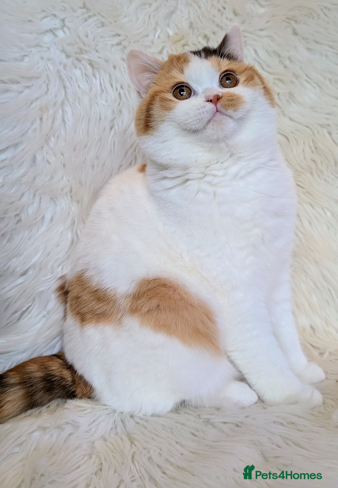 British Shorthair cats for sale: Amazing loving British shorthair kittens  - Advert 15