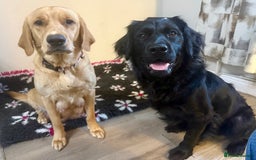 Goldador dogs for sale: 10x Family reared gorgeous Goldador Puppies - Image 15