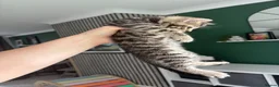 Mixed Breed cats for sale: Kittens  in Alexandria - Advert 13