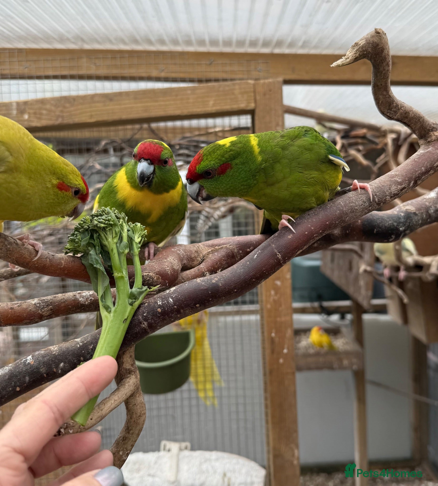 Parakeets birds X2 male Kakariki parrots  - Advert 1