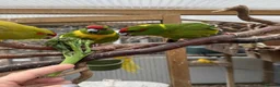 Parakeets birds for sale: X2 male Kakariki parrots  - Advert 1