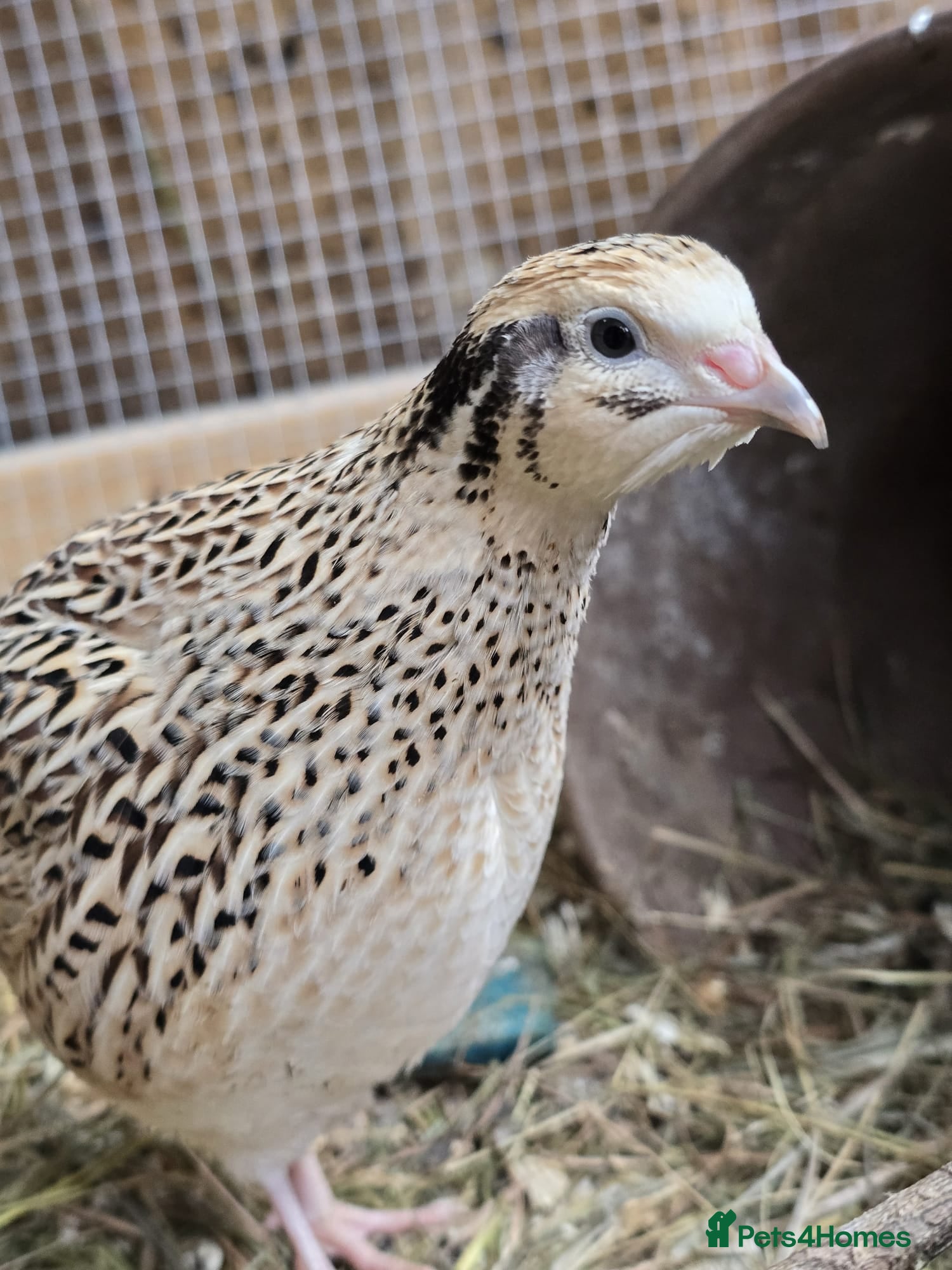 Quail poultry Coturnix (Japanese) Quail chicks - Advert 1
