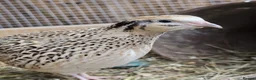 Quail poultry for sale: Coturnix (Japanese) Quail chicks - Advert 7