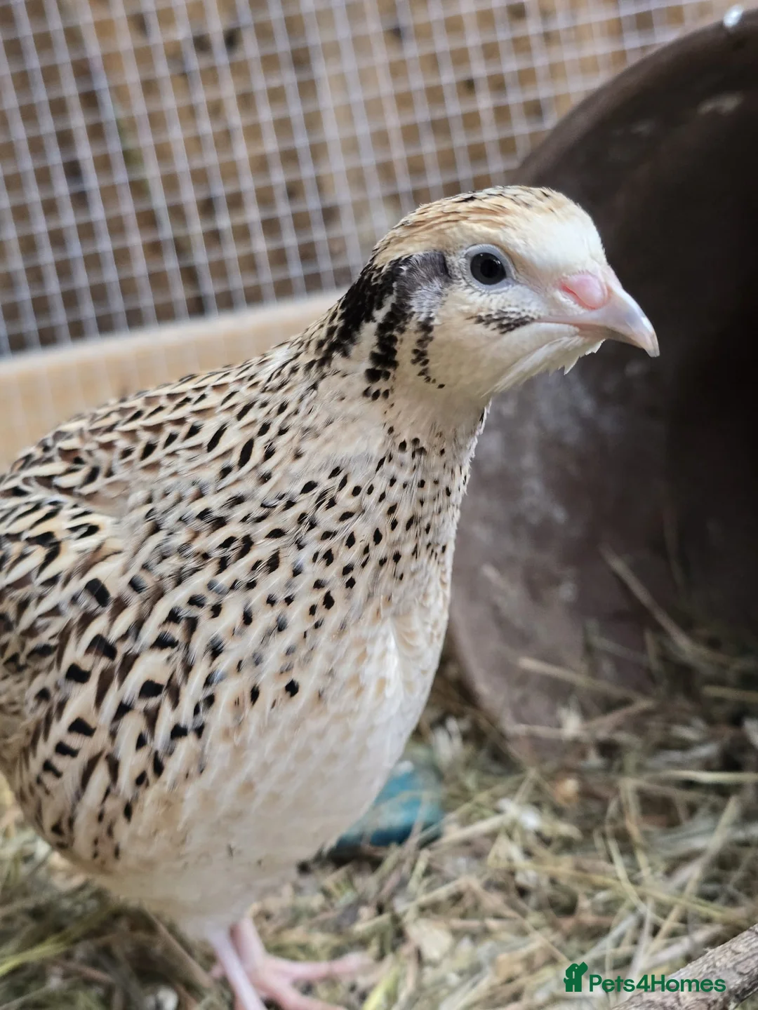Quail poultry for sale: Coturnix (Japanese) Quail chicks - Advert 7