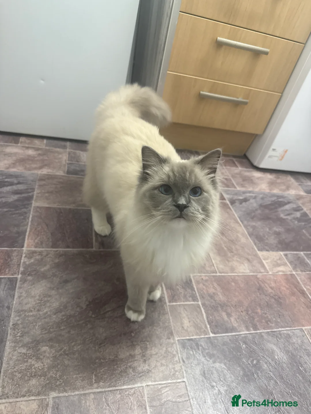 Ragdoll cats for sale: 1yr old ragdoll  in Knottingley - Advert 2