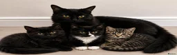 Tiffanie cats for sale: Gorgeous Fluffy Kittens - Advert 5