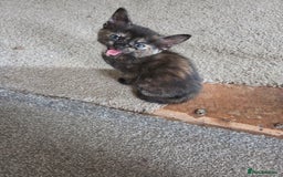 Domestic Shorthair cats for sale: Beautiful kittens ready for home - Image 3