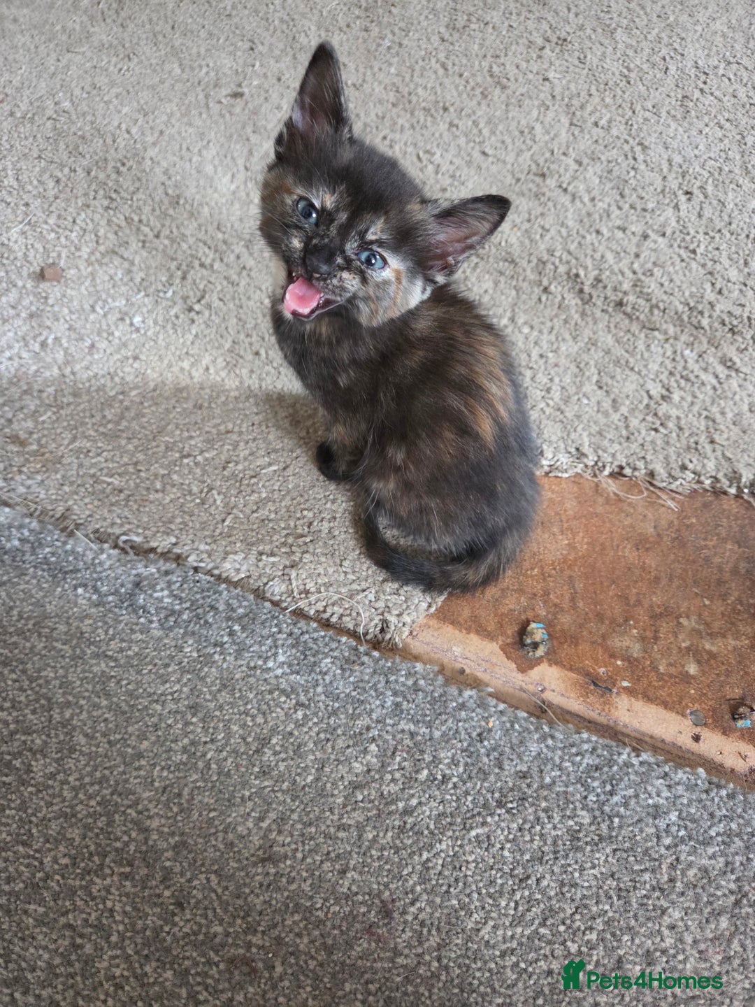 Domestic Shorthair cats for sale: Beautiful kittens ready for home - Image 3
