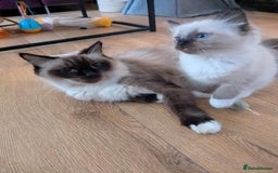 Ragdoll cats for sale: Surprisingly cute,smart Ragdoll. - Image 16