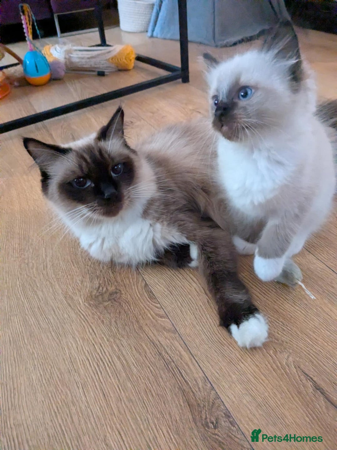 Ragdoll cats for sale: Surprisingly cute,smart Ragdoll. - Image 16
