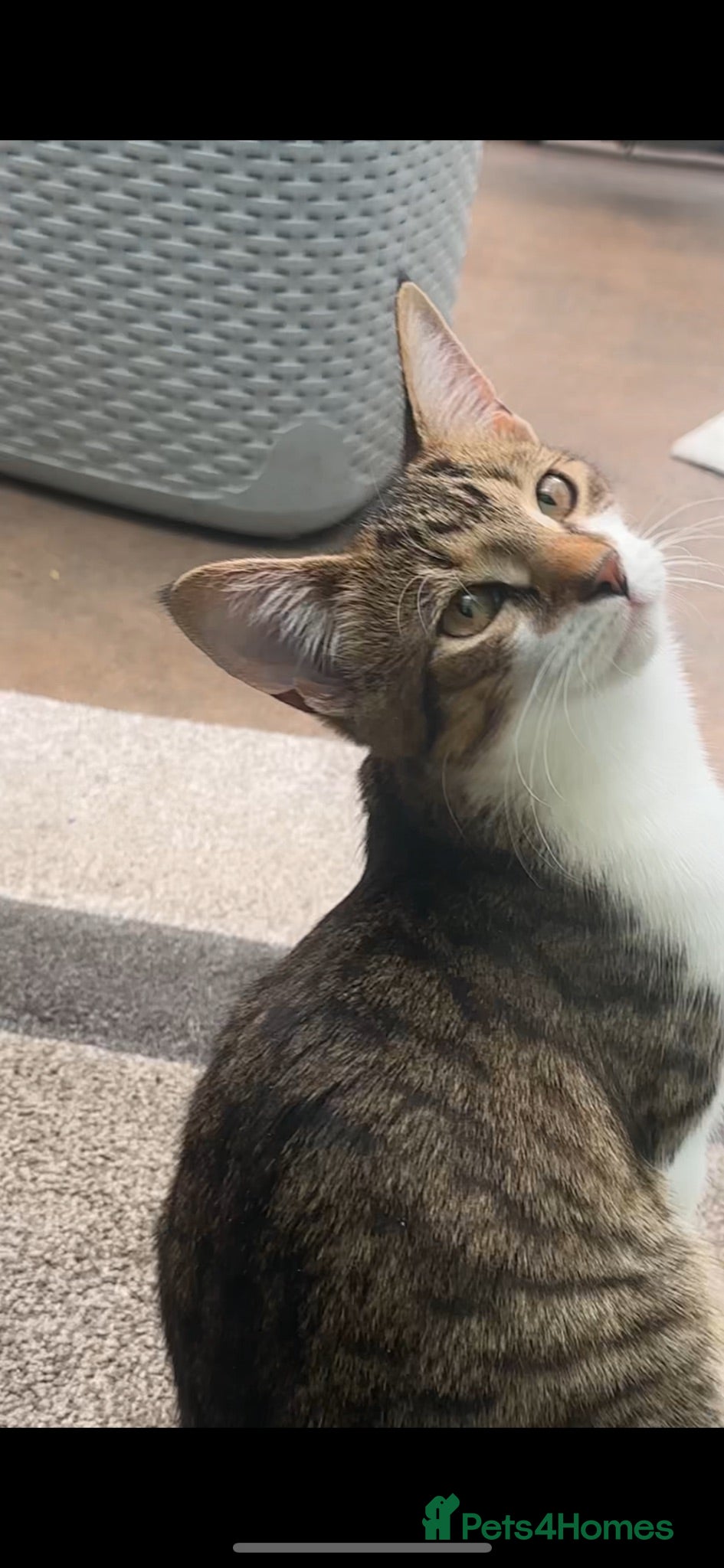 Domestic Shorthair cats     Beautiful kittens Looking for Loving Homes - Advert 18