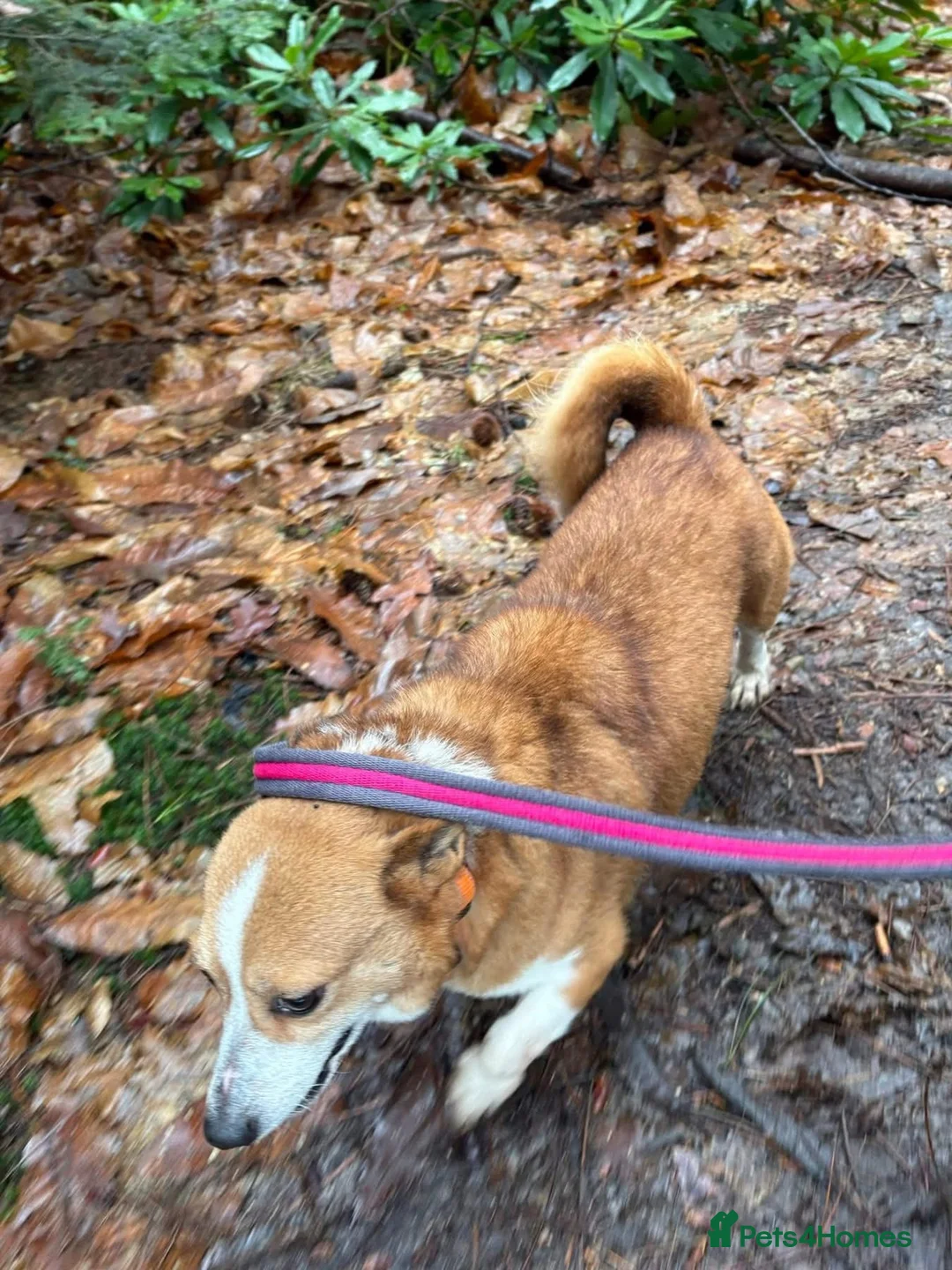 Mixed Breed dogs for adoption: Polly - Norwich Norfolk  - Advert 12