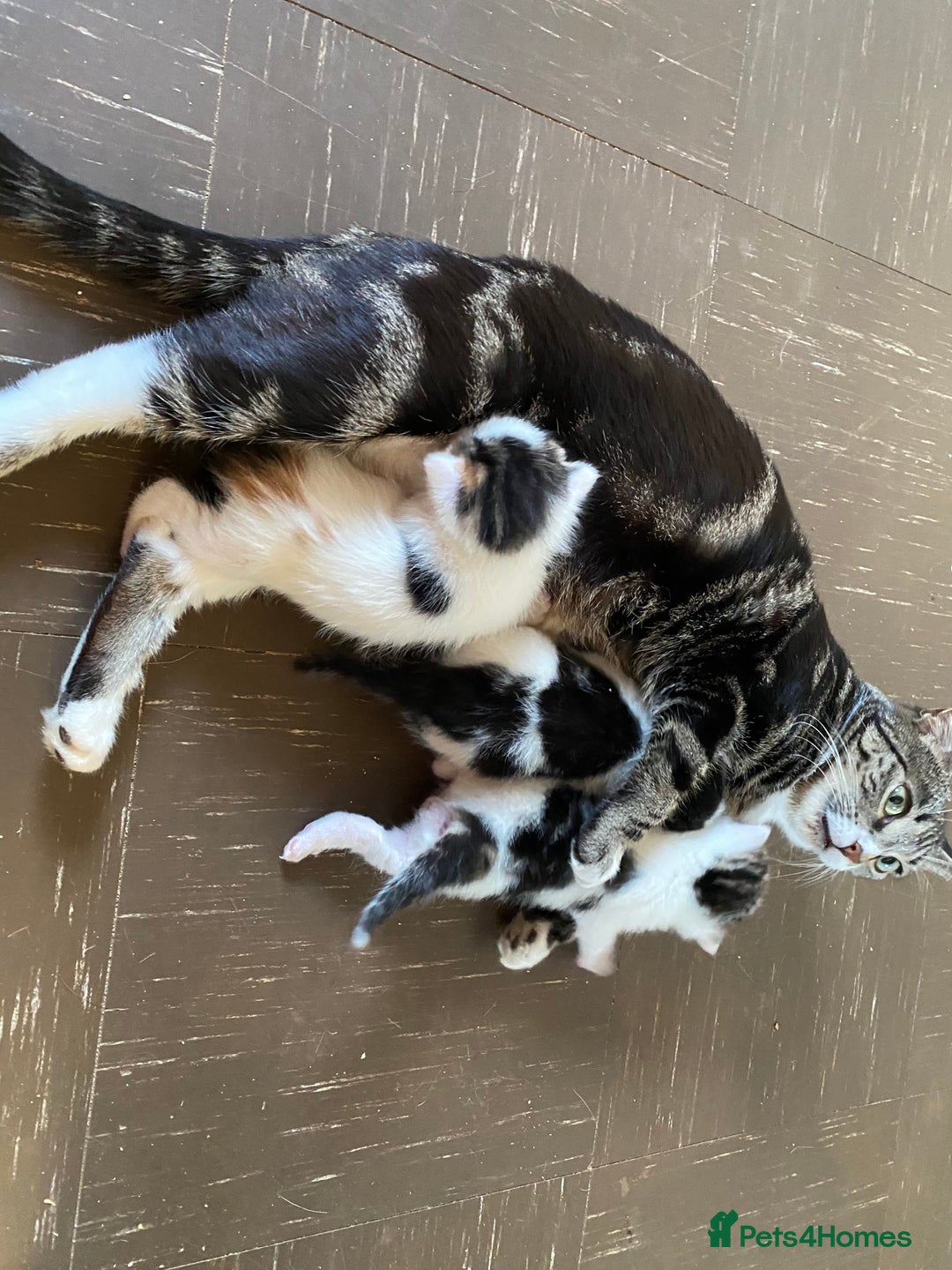 British Shorthair cats for sale: Beautiful baby kittens ready 23rd Dec - Advert 17