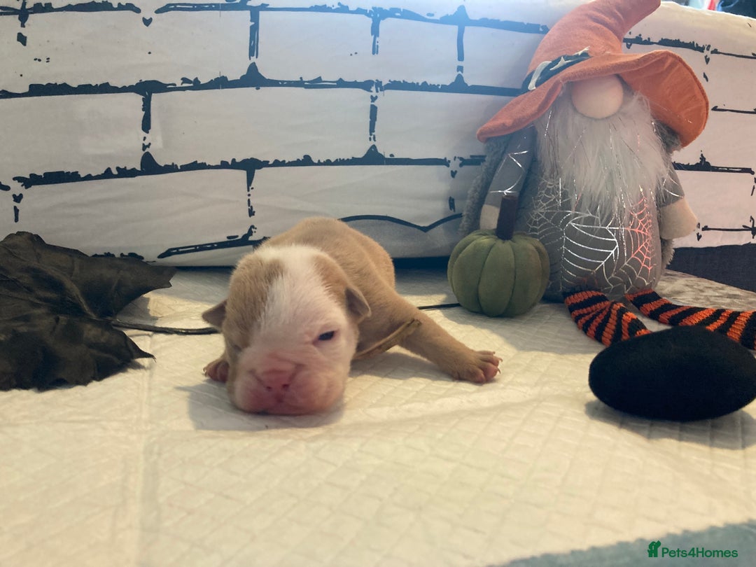 English Bulldog dogs for sale: Litter of 8  - Image 27