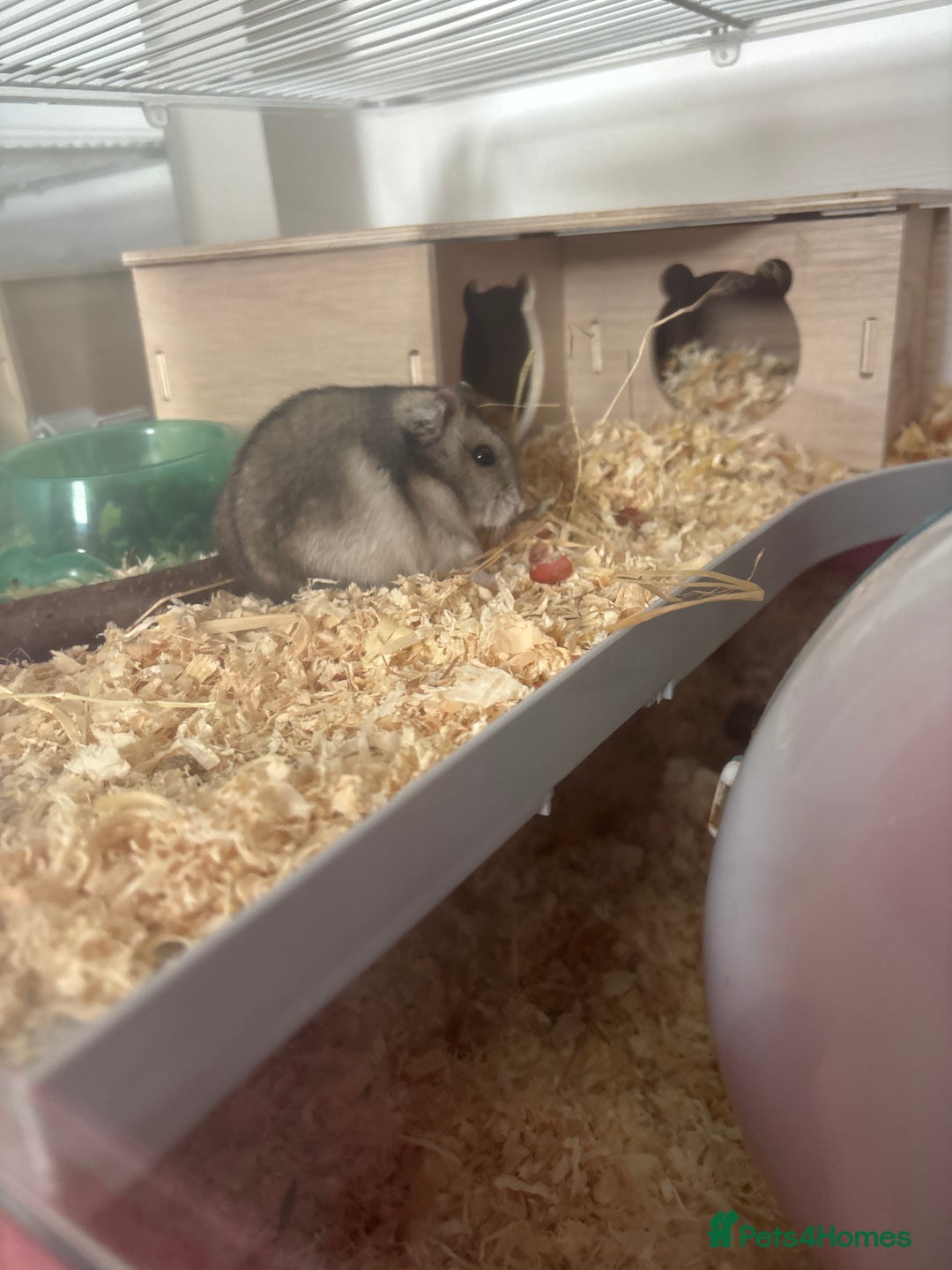 Hamster rodents for sale: 2x male dwarf hamsters for sale - Image 6