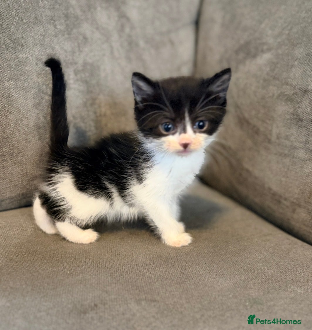 Mixed Breed cats Beautiful mixed kittens (ready to leave)  - Advert 5