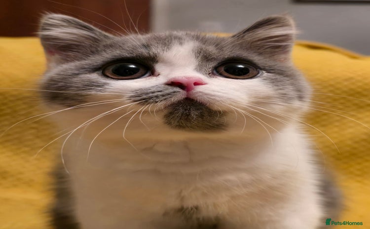 British Shorthair cats - Advert 16