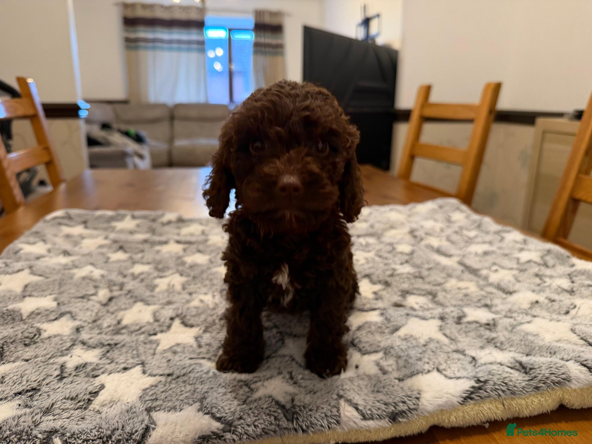 Cockapoo dogs Cockapoos - Advert 10