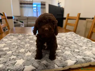 Cockapoo dogs Cockapoos - Advert 10