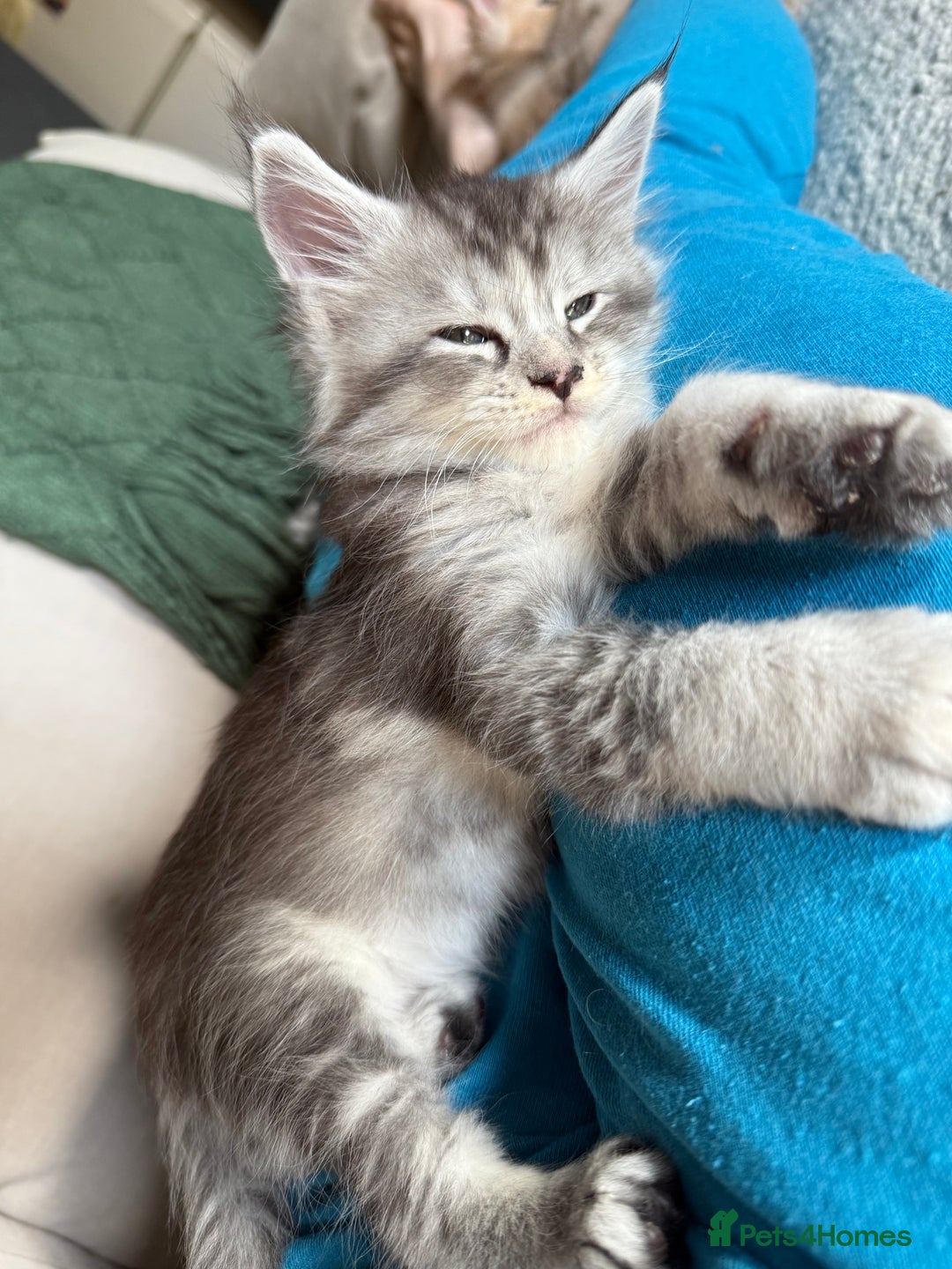 Maine Coon cats for sale: Tica registered Maine Coons from champion lines  - Image 23