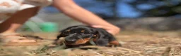Miniature Dachshund dogs for sale: One girl 🩷 in Witney - Advert 3
