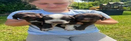 Cocker Spaniel dogs for sale: Ready to Leave, KC Working Cocker spaniels - Advert 23