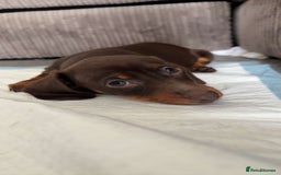 Dachshund dogs for sale: Dachshund for sale  - Image 3