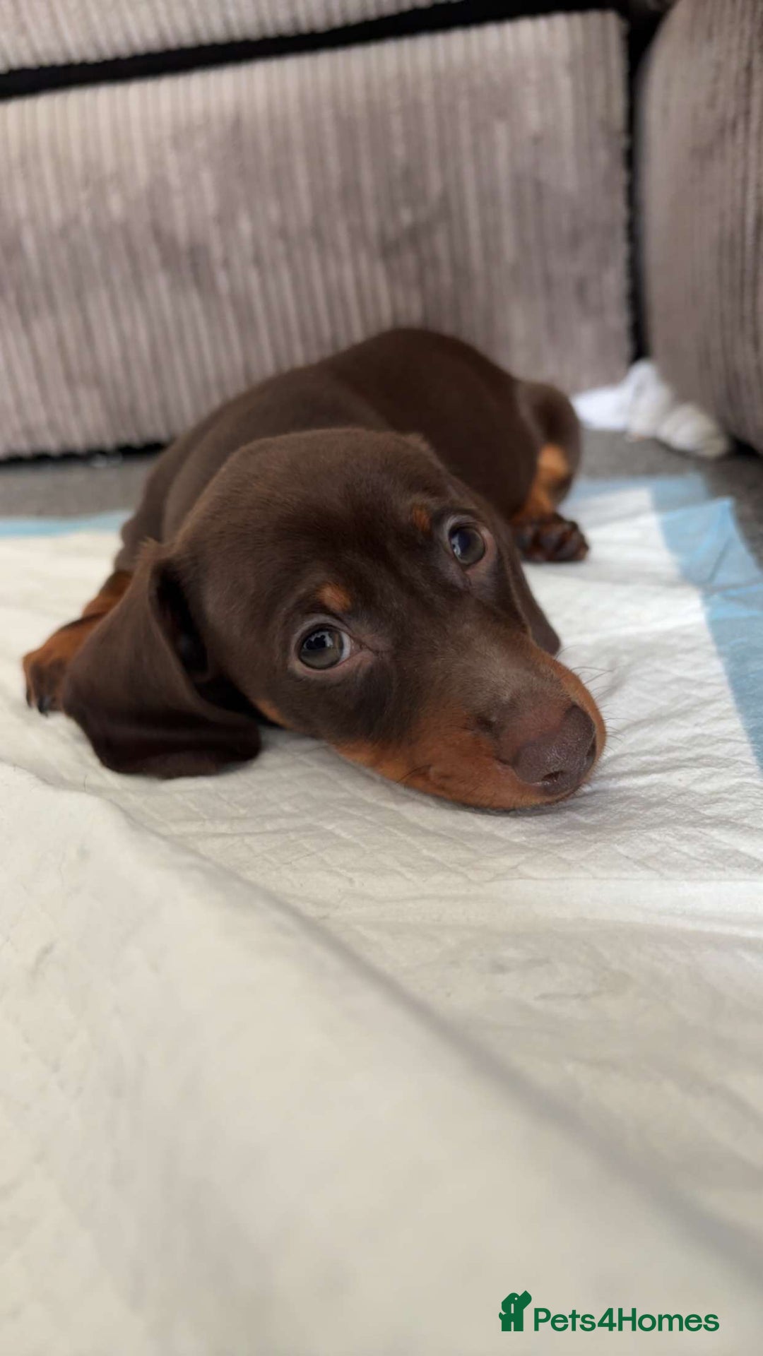 Dachshund dogs for sale: Dachshund for sale  - Image 3