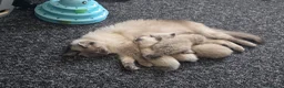 Ragdoll cats for sale: 🌸 ragdoll babies - 1 MALE LEFT 🌸 - Advert 9