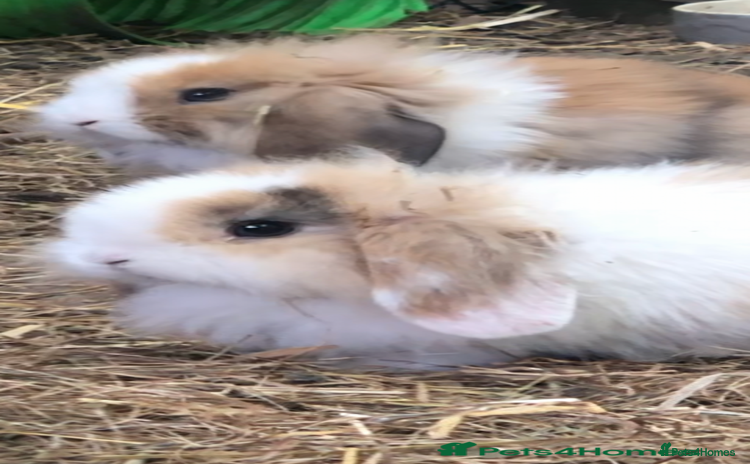 Mini Lion Lop rabbits - Advert 2