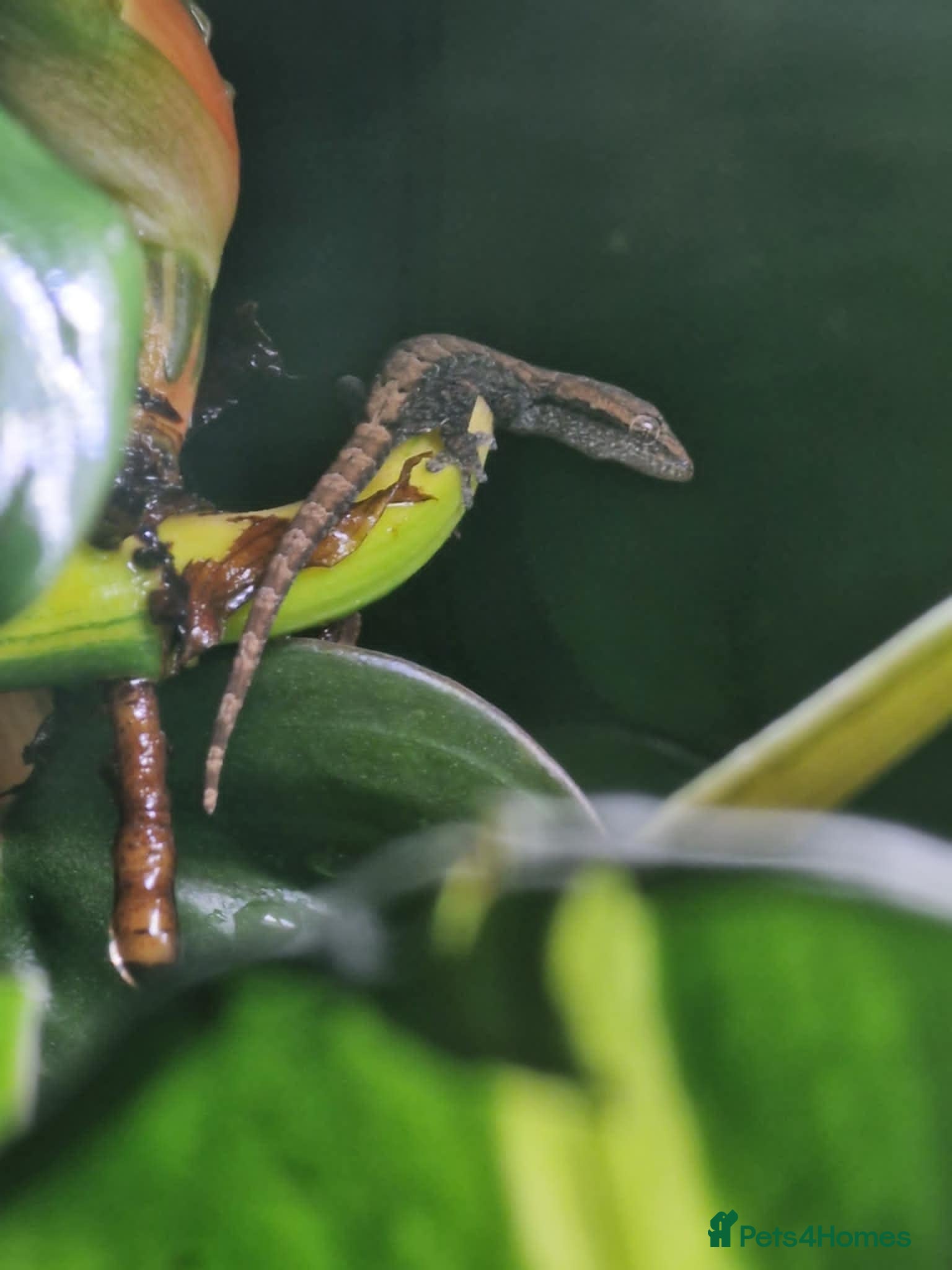 Gecko reptiles Mourning Gecko hatchlings. - Advert 1