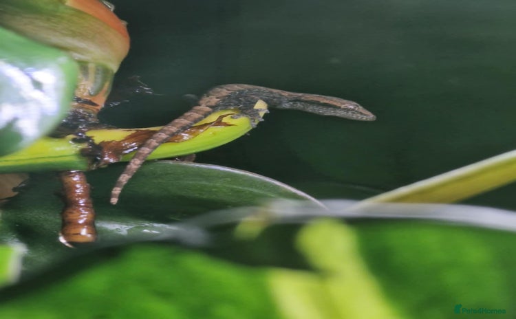 Gecko reptiles - Advert 1