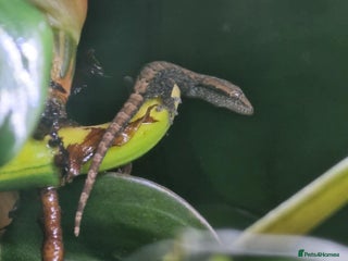 Gecko reptiles - Advert 22