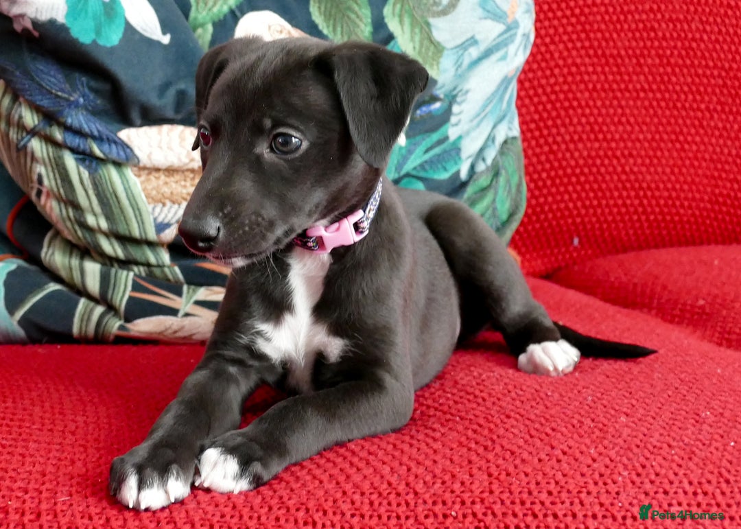 Whippet dogs for sale: Beautiful Pedigree Whippet puppies, healthy happy  - Image 2