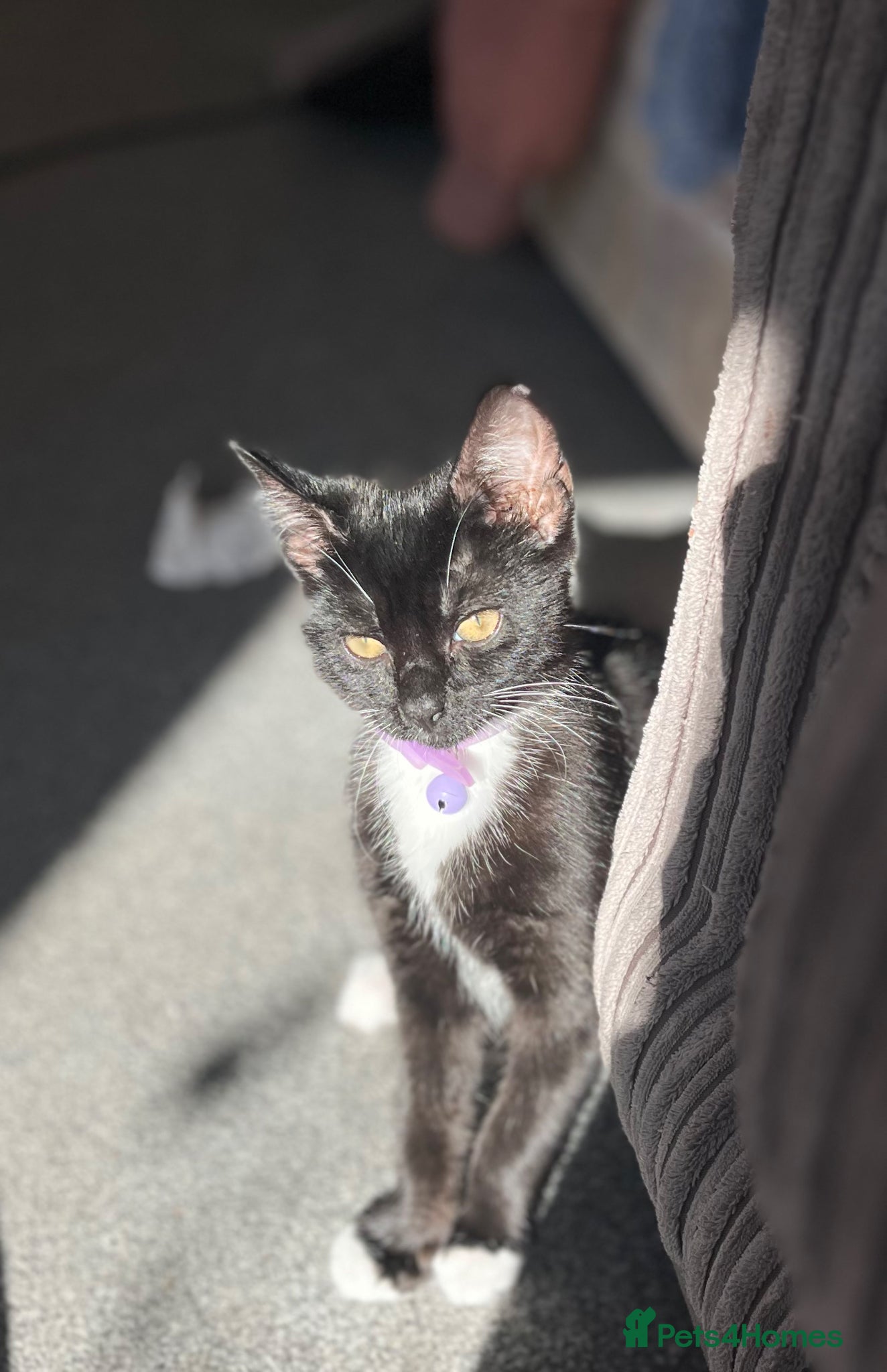 Mixed Breed cats Female kitten  - Advert 1