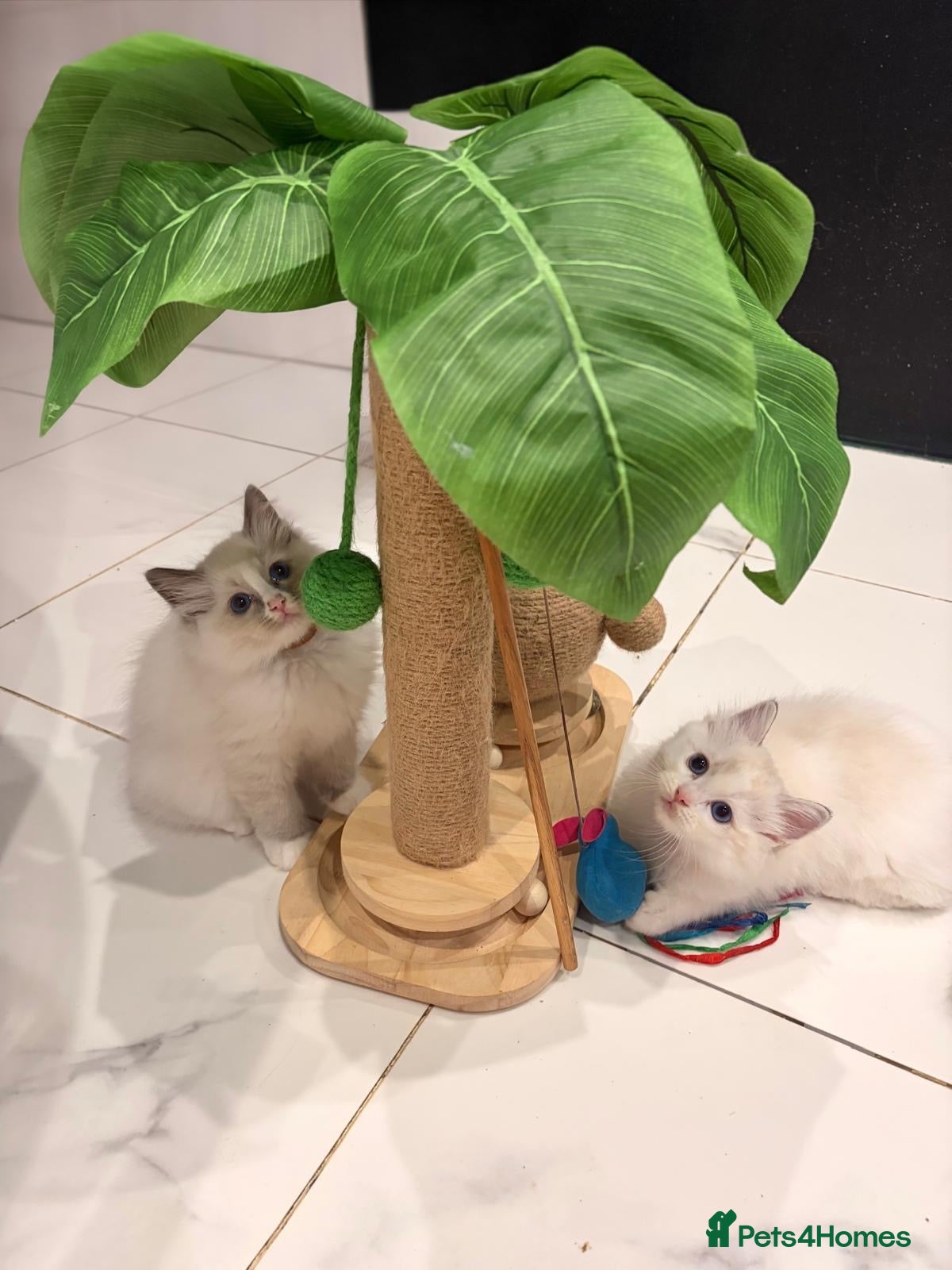 Ragdoll cats 🐾 2 LEFT GCCF Registered Ragdoll Boys ✨ - Advert 17