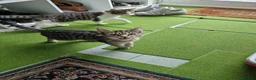 Mixed Breed cats for sale: Tabby Cats 4 Sale in Barking - Advert 11