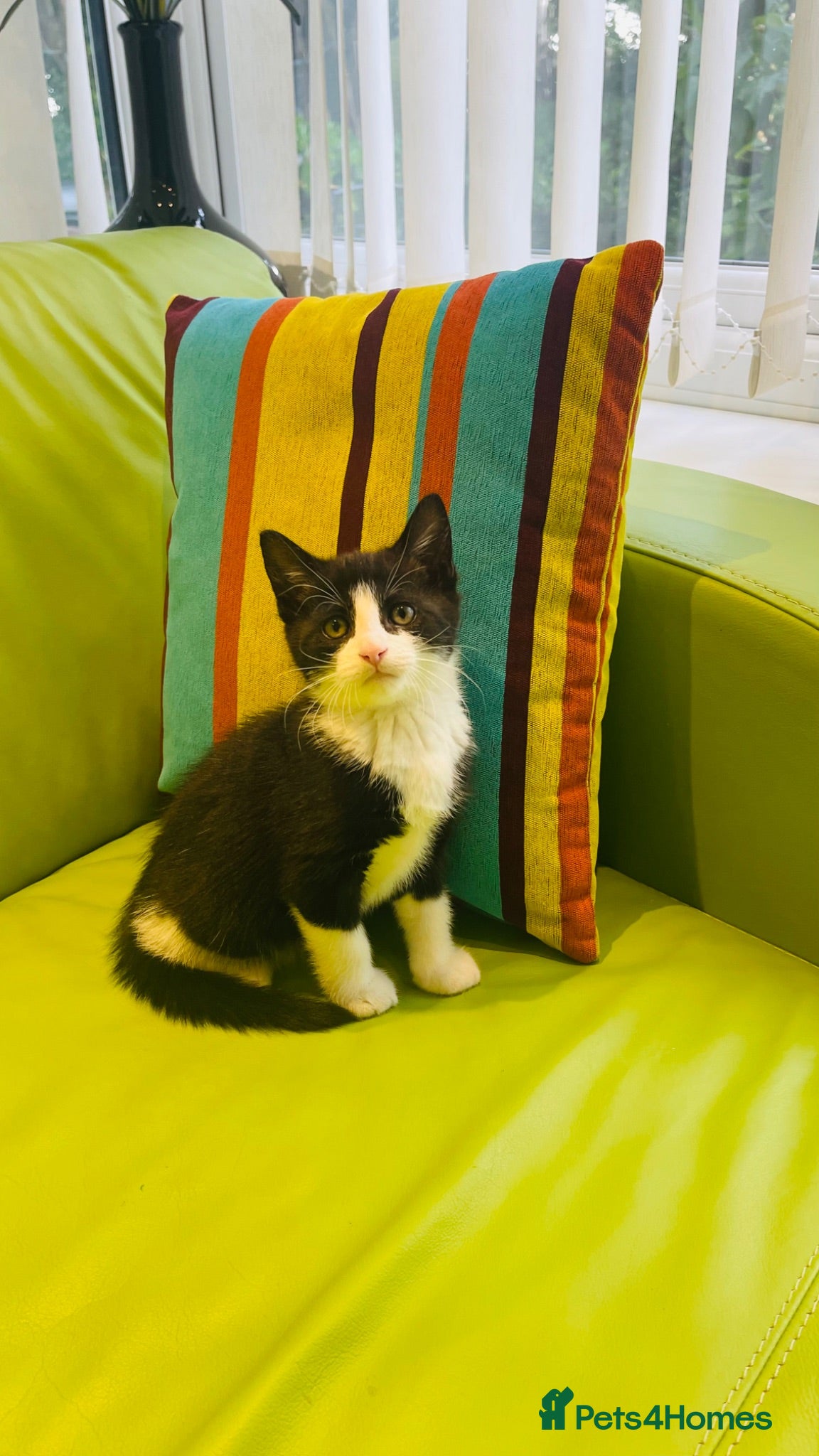 Mixed Breed cats Wonderful, clever, healthy Kittens for sale - Advert 3