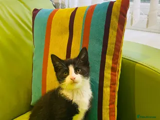 Mixed Breed cats Wonderful, clever, healthy Kittens for sale - Advert 3