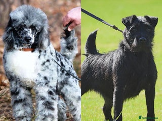 Mixed Breed dogs for sale - Advert 1