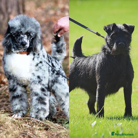 Mixed Breed dogs - Advert 5