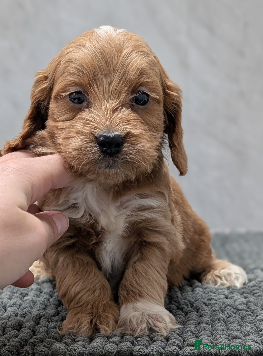 Cockapoo dogs for sale: Licensed breeder, health tested F1 cockapoo pups - Advert 12