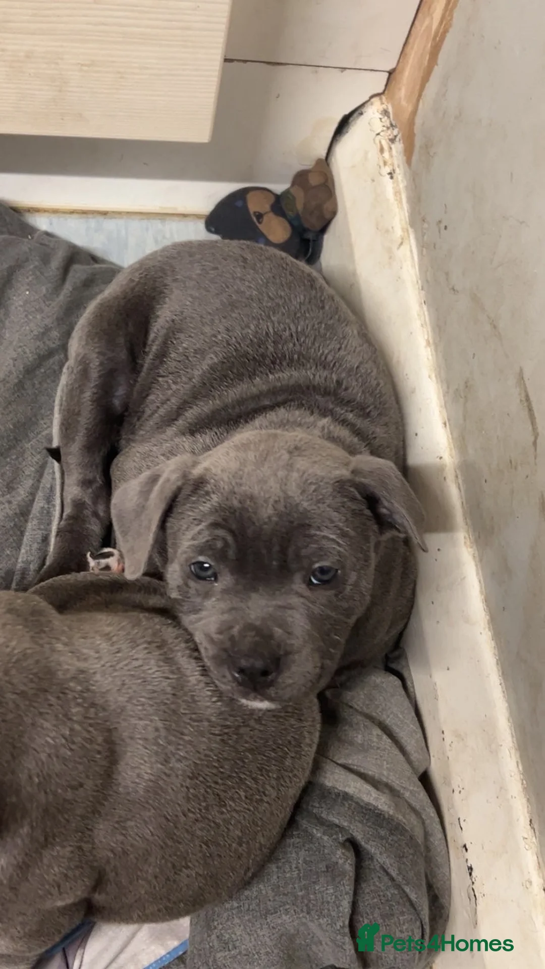 Staffordshire Bull Terrier dogs for sale: Blue staffy puppies - Advert 2