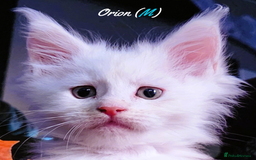 Maine Coon cats for sale: TICA Registered Kittens for Sale  - Image 14