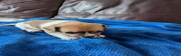 Jack Chi dogs for sale: 7 Jack Chi Puppies - Advert 11