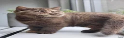 British Shorthair cats for sale: British Blue Kittens in Stockport - Advert 6