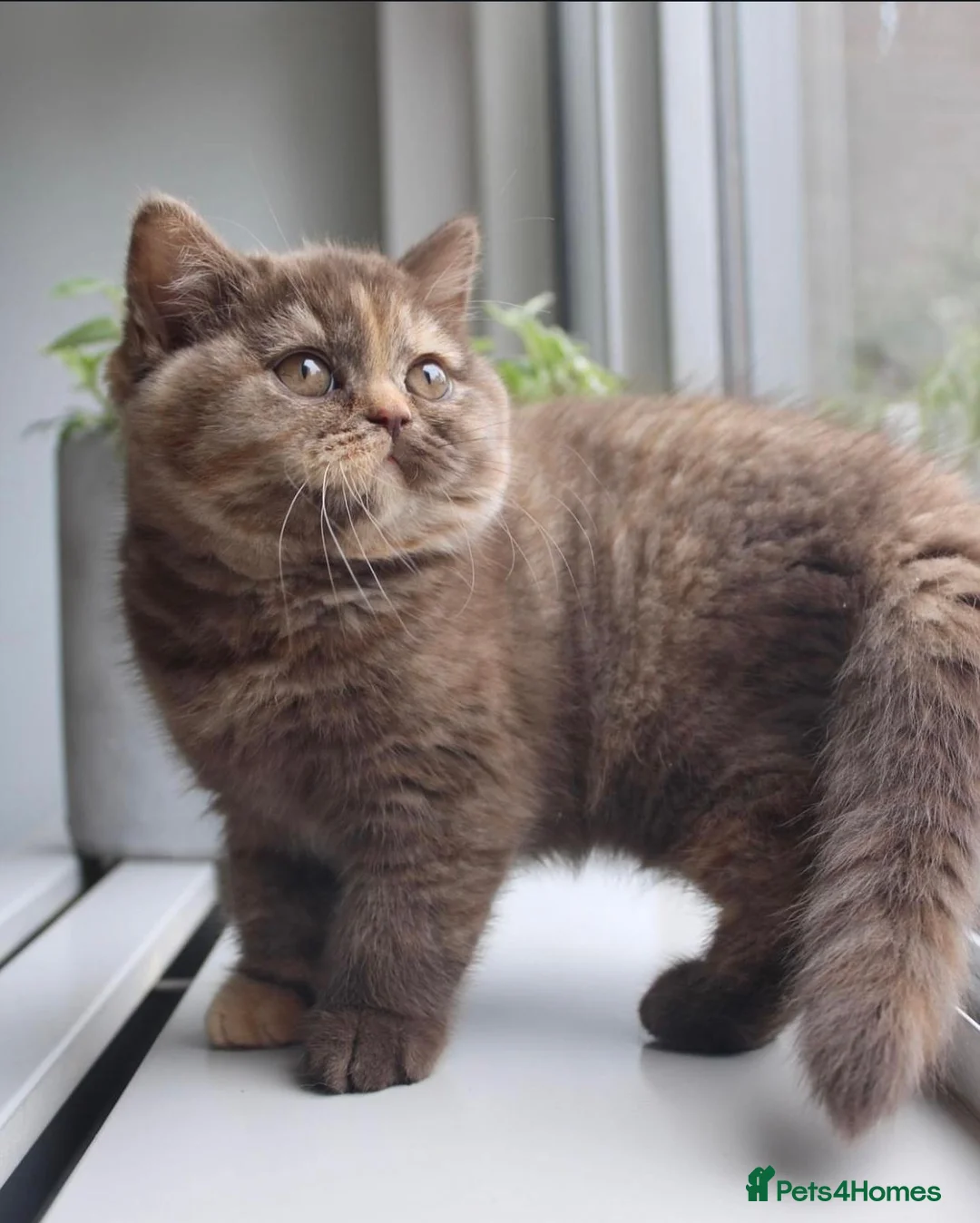 British Shorthair cats for sale: British Blue Kittens in Stockport - Advert 6