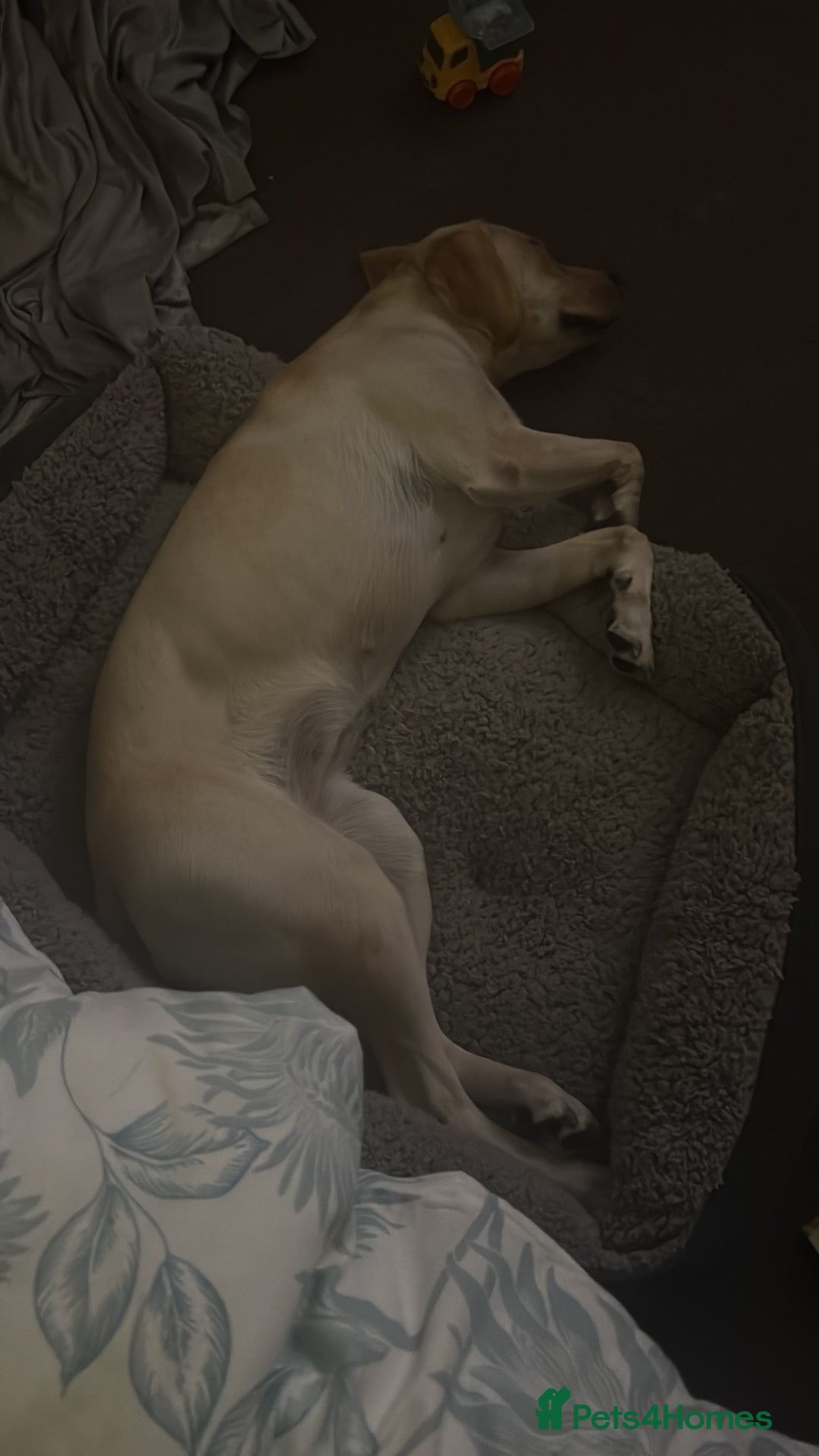 Labrador Retriever dogs for sale: Gold lab for sale - Advert 2