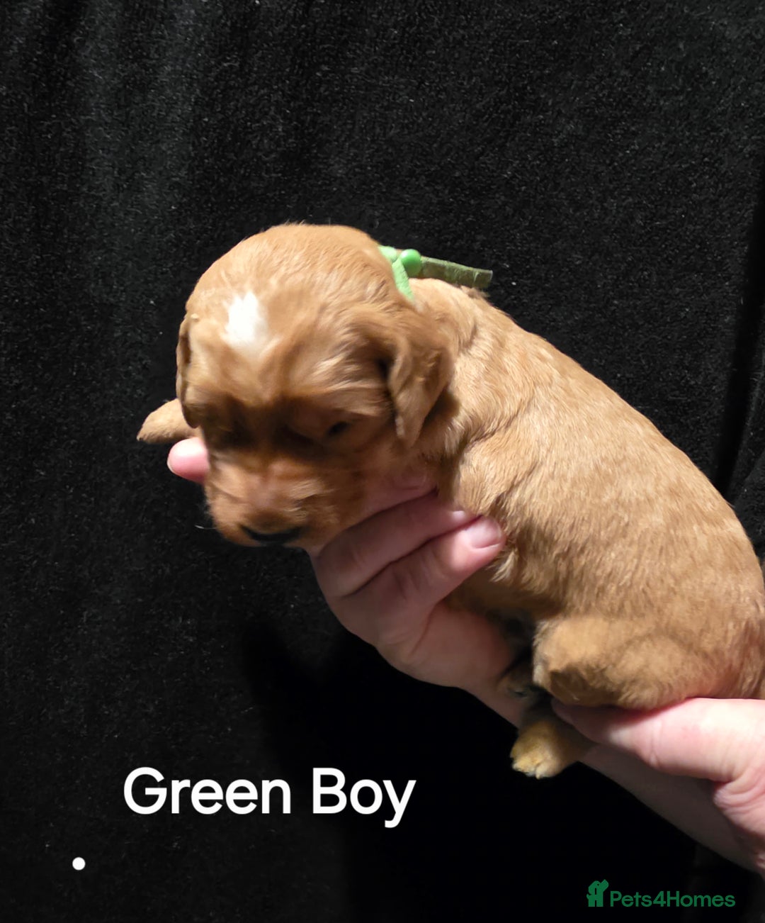 Goldendoodle dogs for sale: Fully Health Tested F1 Goldendoodles - Advert 24